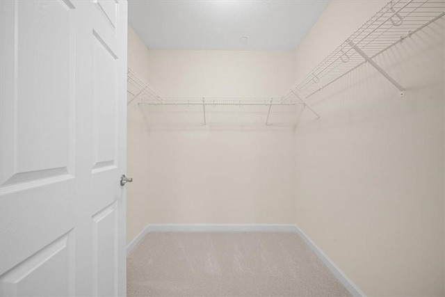 spacious closet featuring carpet