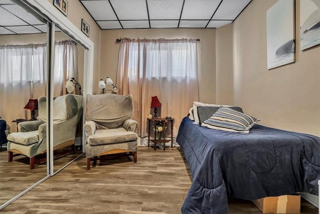 bedroom featuring multiple windows, a paneled ceiling, hardwood / wood-style floors, and a closet