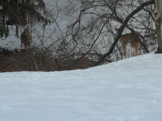 view of yard layered in snow