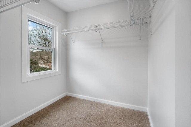 spacious closet featuring carpet floors