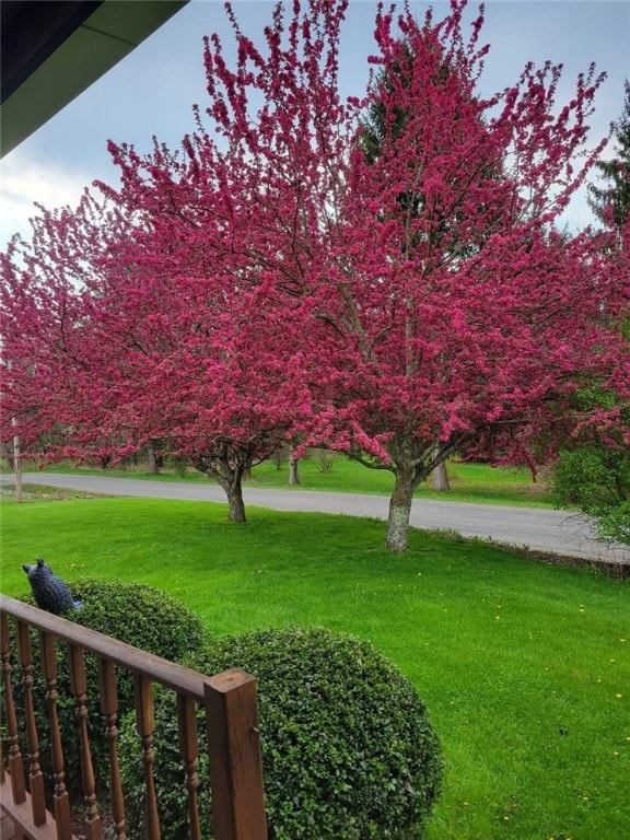 115 Mill Creek Rd, Mill Creek, PA 16145 - view of grassy yard