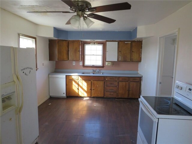 kitchen featuring sink, white appliances, dark wood-type flooring, and plenty of natural light