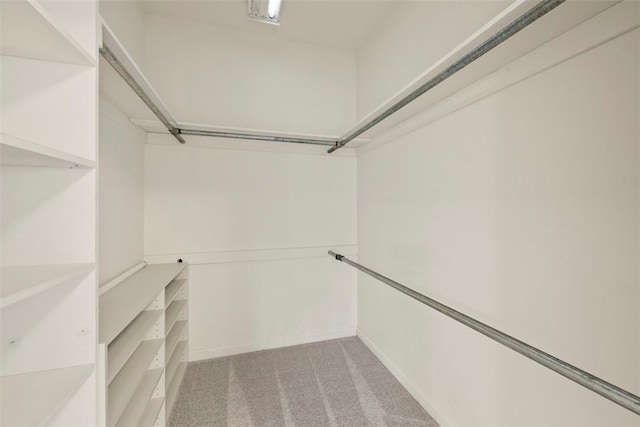 walk in closet with carpet floors