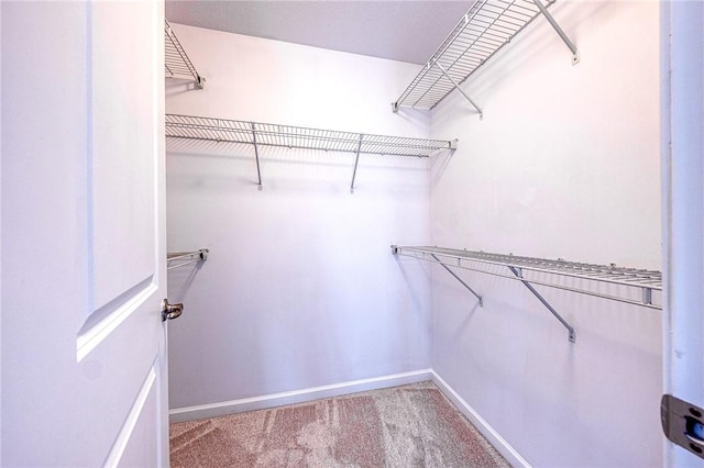 spacious closet featuring carpet floors