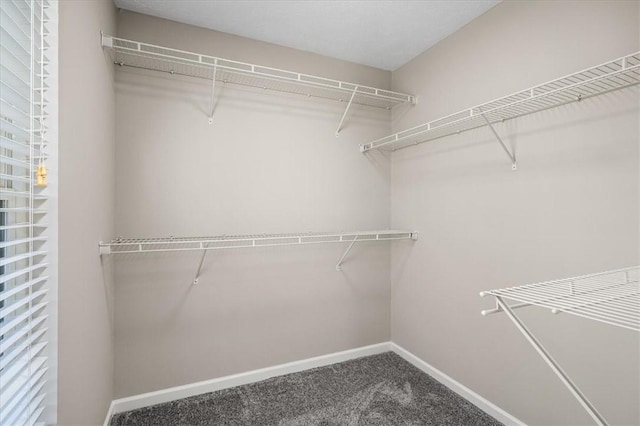 spacious closet featuring carpet