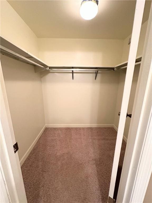 spacious closet featuring carpet