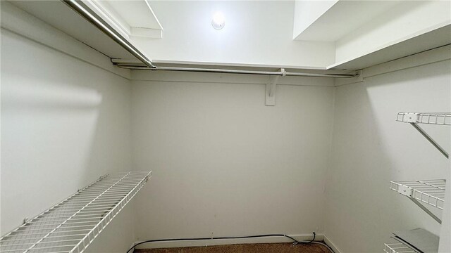 spacious closet featuring carpet flooring