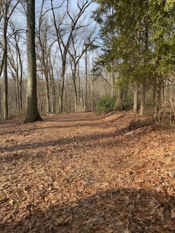 view of local wilderness