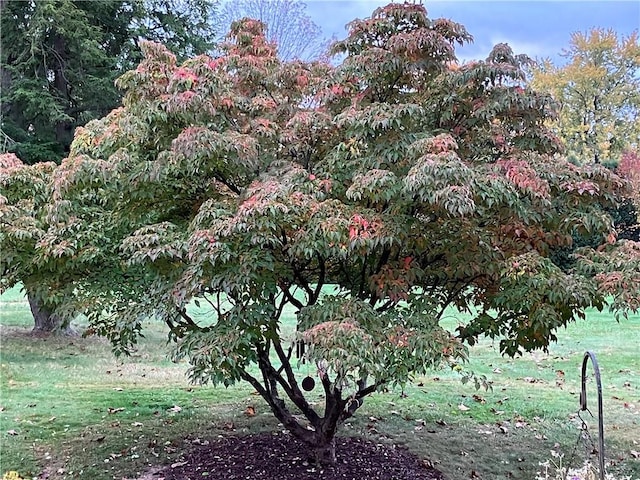 view of nature