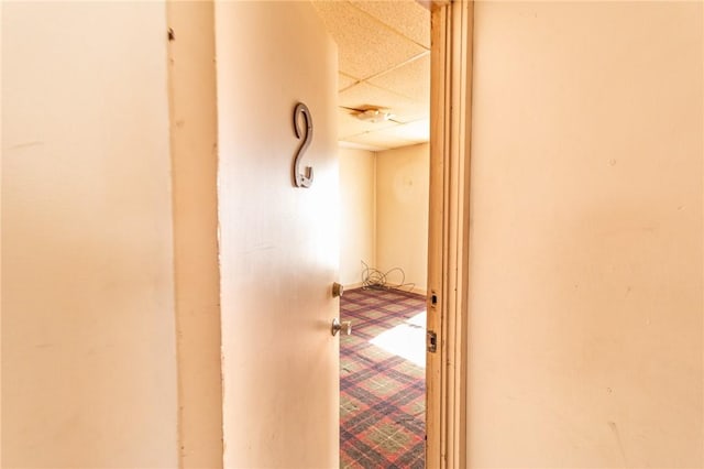 hall featuring carpet and a paneled ceiling