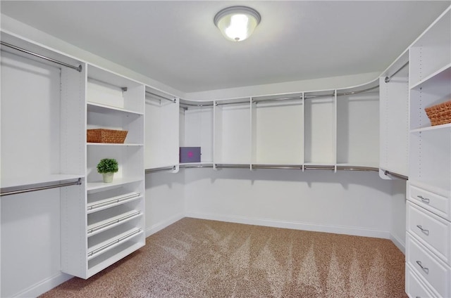 walk in closet featuring carpet