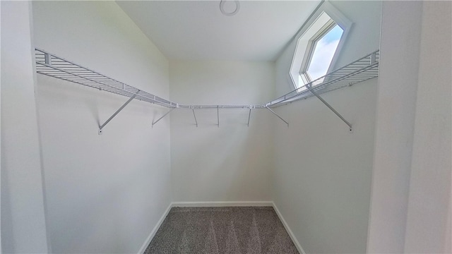 spacious closet with carpet flooring