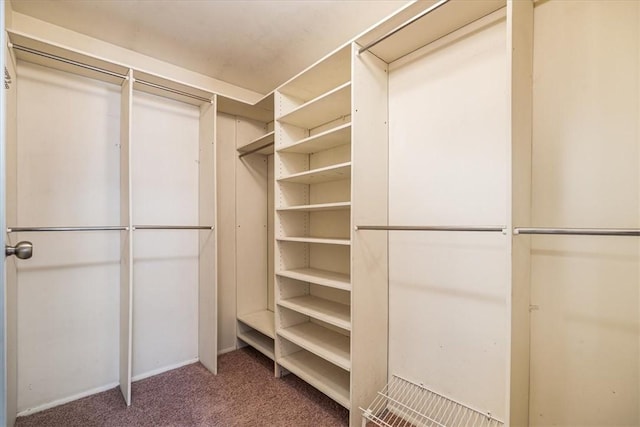 walk in closet featuring carpet flooring