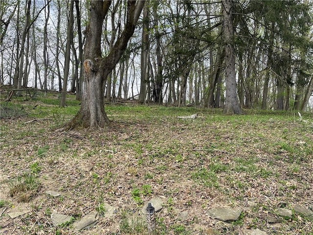 view of local wilderness