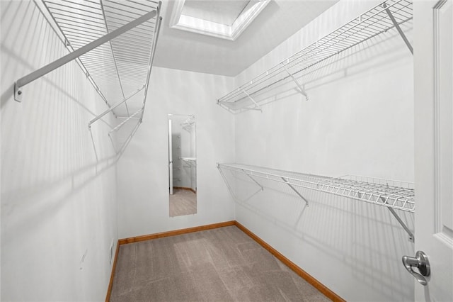 spacious closet featuring carpet