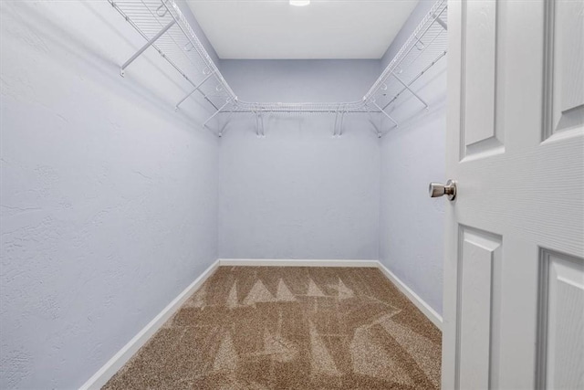 spacious closet featuring carpet
