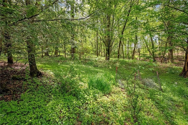 view of woods