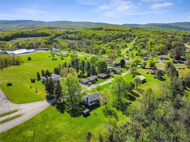 bird's eye view of a forest