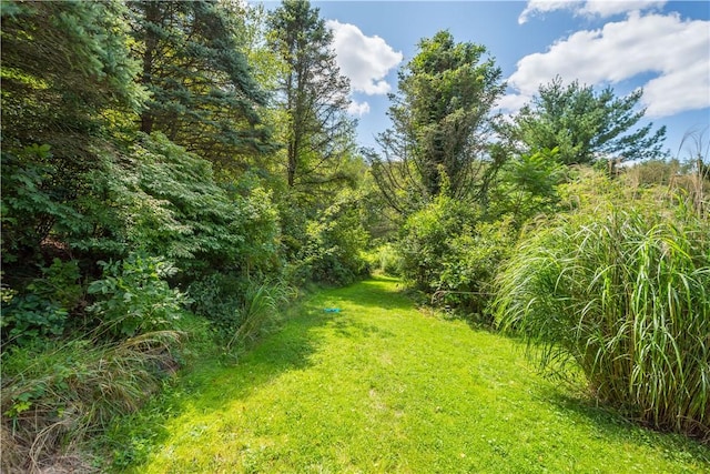 view of grassy yard featuring a forest view