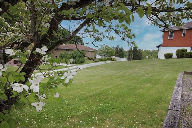 view of grassy yard