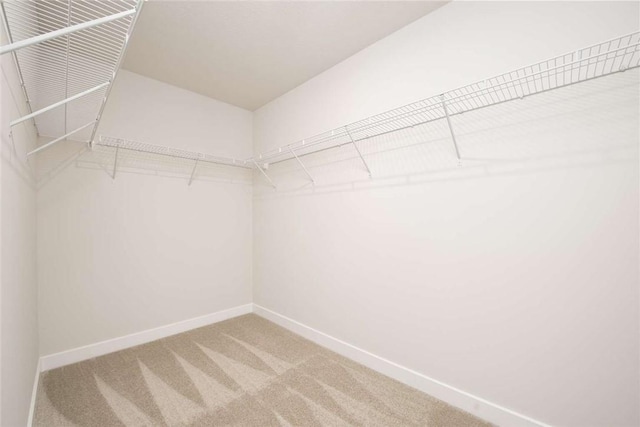 spacious closet featuring carpet floors
