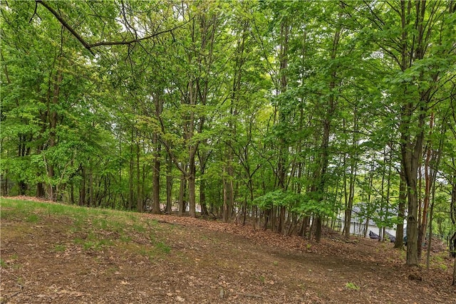view of woods
