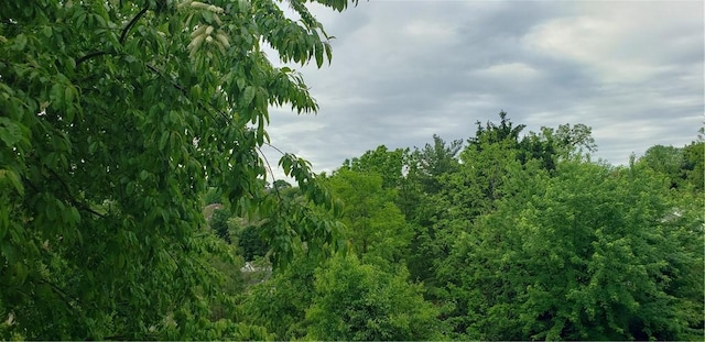 view of local wilderness