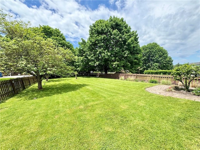 509 N Mercer St, New Castle/1St, PA 16101 - view of yard