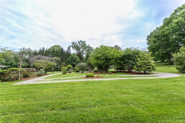 240 Connellsville St, Dunbar, PA 15431 - surrounding community with a lawn and view of wooded area