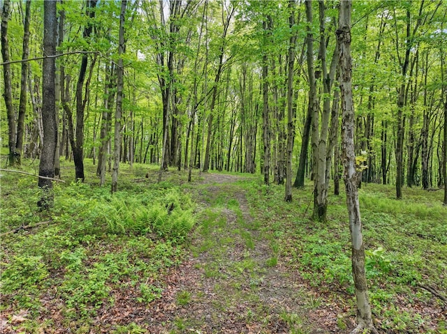 1125 Annisville Rd, Washington Twp But, PA 16050 - view of wooded area