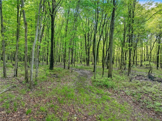 1125 Annisville Rd, Washington Twp But, PA 16050 - view of woods