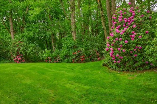 9 Victoria Dr, Neshannock Twp, PA 16105 - view of grassy yard