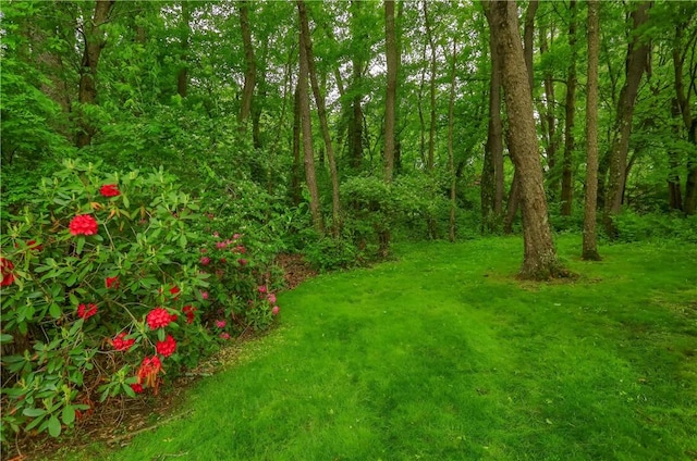 9 Victoria Dr, Neshannock Twp, PA 16105 - view of green lawn with a forest view