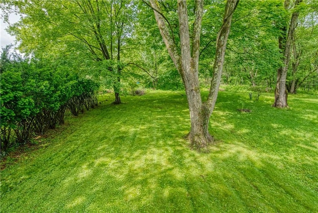 3131 Cheltenham Ct, Hampton, PA 15044 - view of green lawn