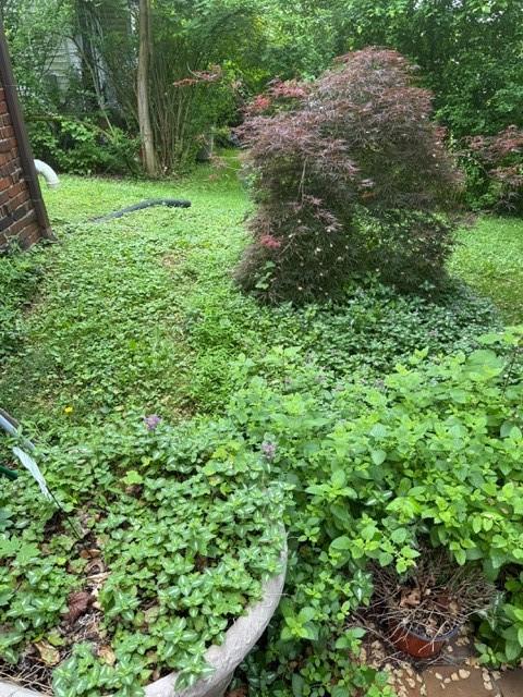 5524 Zieger Ave, Penn Hills, PA 15147 - view of local wilderness