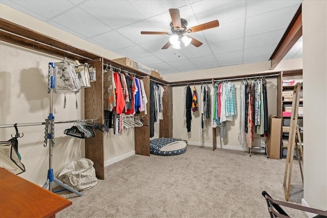 912 Field Club Rd, Ohara, PA 15238 - spacious closet with ceiling fan, carpet floors, and a paneled ceiling