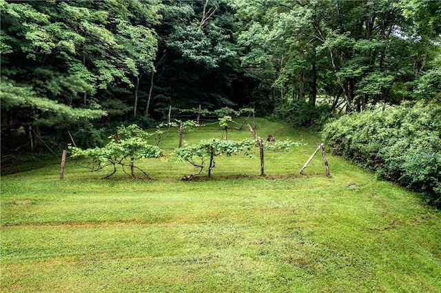 371 Leech Rd, Sugar Grove Twp, PA 16125 - view of grassy yard featuring a wooded view