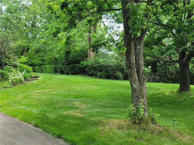 1176 Colgate Dr, Monroeville, PA 15146 - view of green lawn with a view of trees