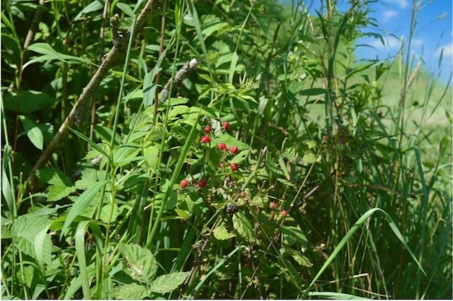 405 Hogg Rd, Worthington, PA 16262 - view of nature