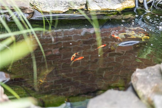 10 Ronald St, West Elizabeth, PA 15088 - exterior view of a garden pond
