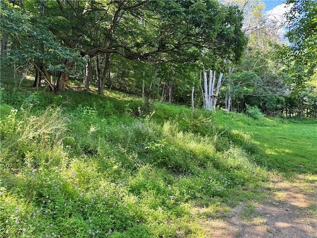 108 Hill St, Coaldale, PA 16679 - view of local wilderness