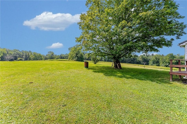 304 Wirsing Rd, Wharton Twp, PA 15440 - view of green lawn