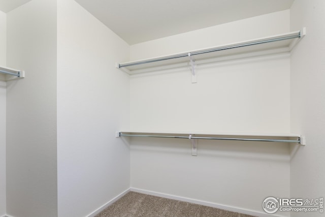 walk in closet featuring carpet flooring