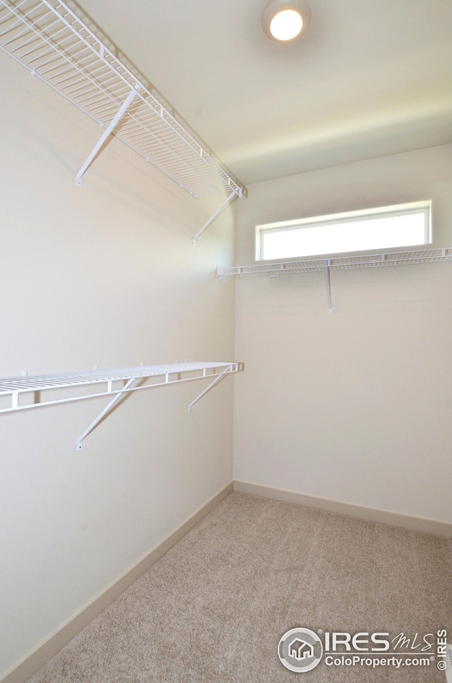 walk in closet featuring carpet floors