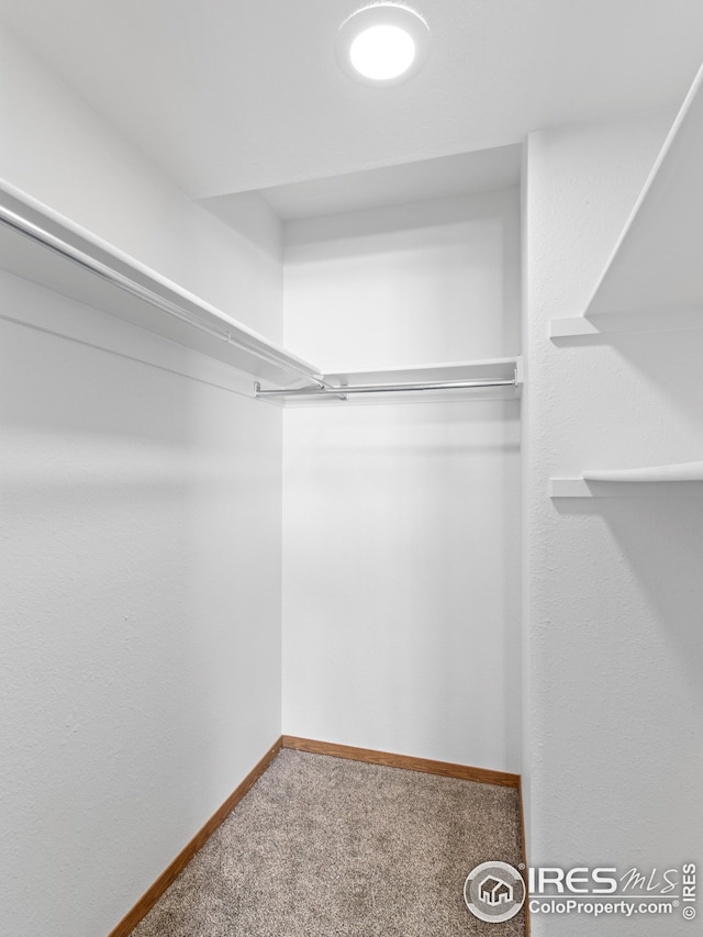 walk in closet with carpet flooring