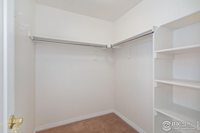 spacious closet featuring carpet floors