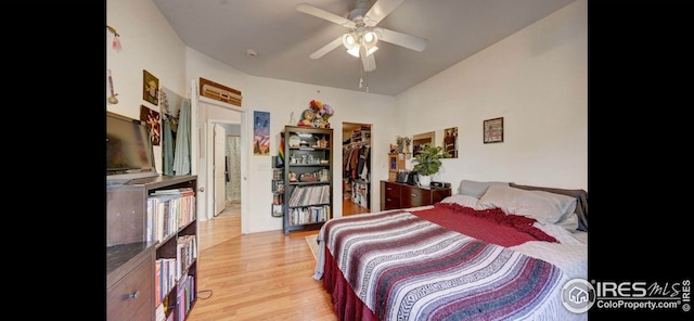 bedroom featuring a walk in closet, light wood-type flooring, ceiling fan, and a closet