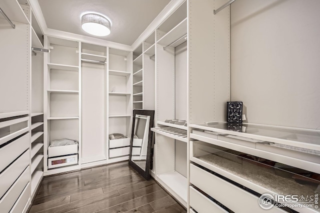 5541 Tullamore Ct, Timnath, CO 80547 - walk in closet featuring dark wood-style flooring