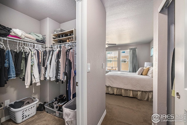 spacious closet featuring carpet