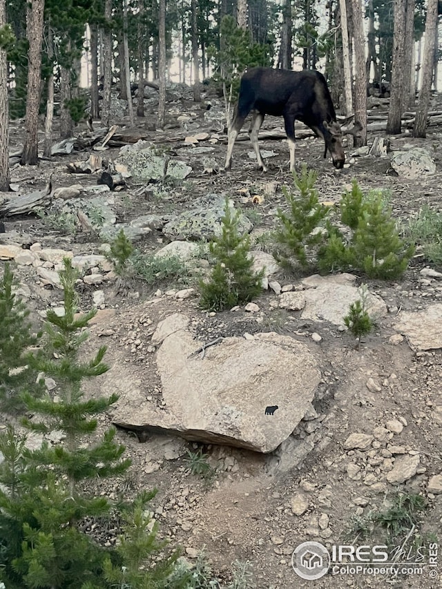 1244 Mosquito Dr, Red Feather Lakes, CO 80545